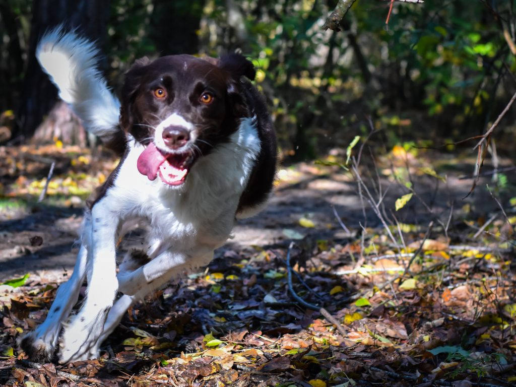 Gdzie oglądać Fastest Dogs USA 2022 Rośliny i Zwięrzęta Rośliny i